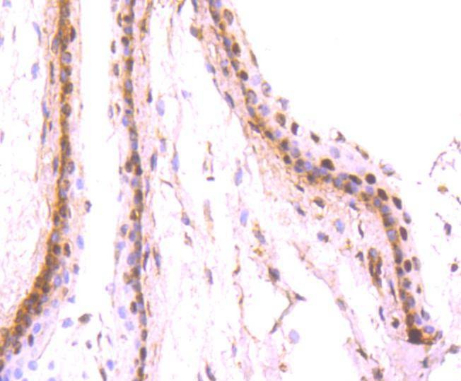 Anti-PAX6 Antibody (9N406)