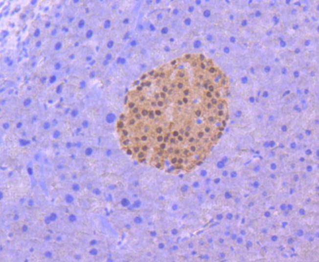 Anti-PAX6 Antibody (9M633)