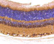 Anti-PAX6 Antibody (9N406)
