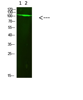 Anti-Acetyl-PARP1 (Lys521) Polyclonal Antibody