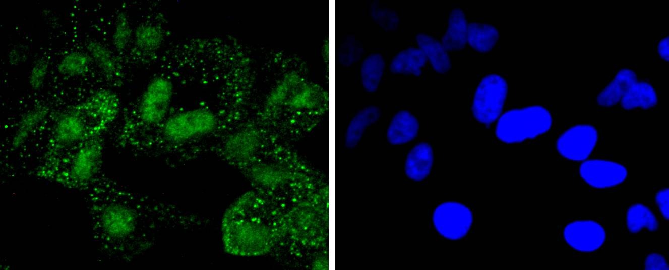 Anti-PARP1 Antibody (4Z18)