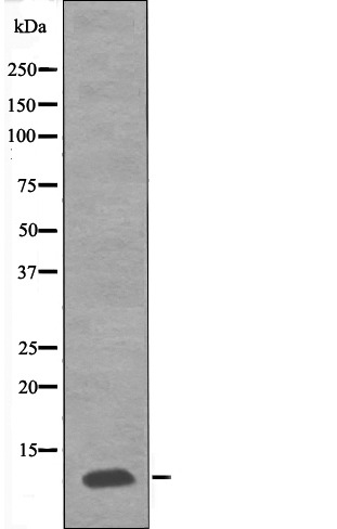 Anti-Phospho-PDE6G (Thr22) Polyclonal Antibody
