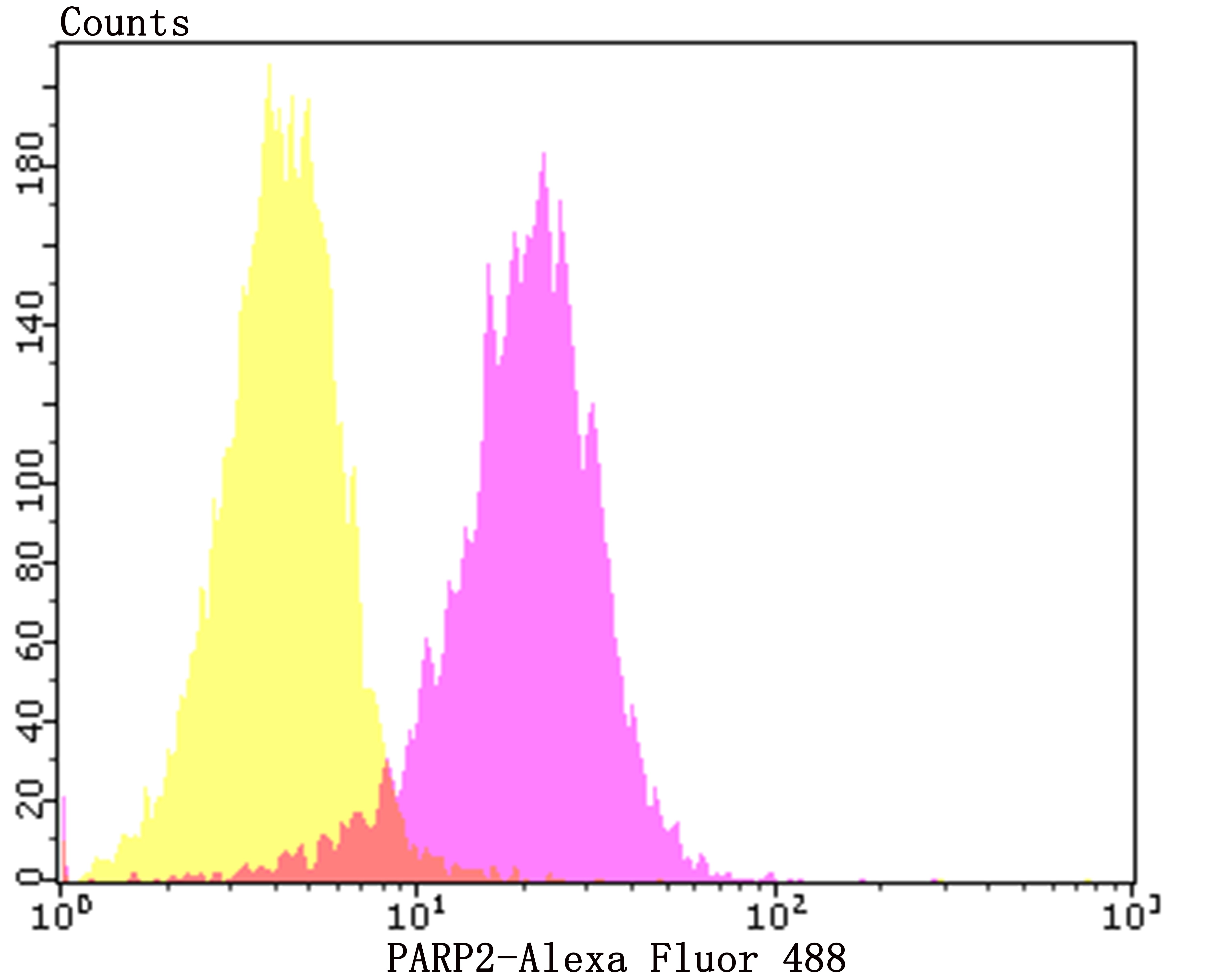 Anti-PARP2 Antibody (2T560)