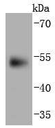 Anti-PAX6 Antibody (9M633)