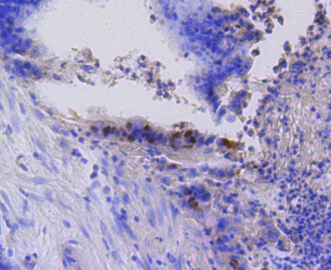 Anti-Phospho-RB1 (Ser807) Antibody (7O884)