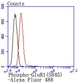 Anti-Phospho-GluR1 (Ser845) Antibody (3V414)