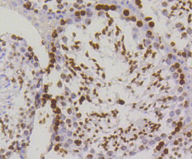 Anti-Phospho-H2AFX (Ser139) Antibody (2B111)