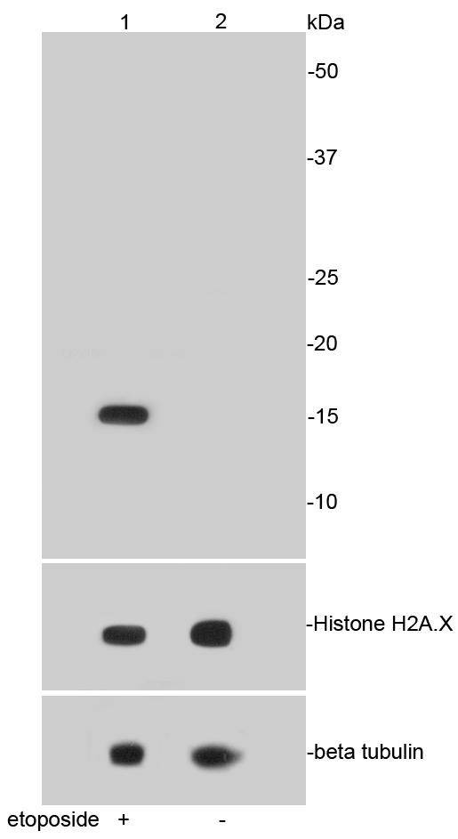 Anti-Phospho-H2AFX (Ser139) Antibody (2B111)