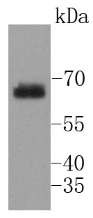 Anti-Phospho-PTPN11 (Tyr542) Antibody (1U332)