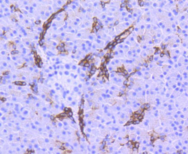 Anti-Phospho-GSK3B (Ser 9) Antibody (9V640)