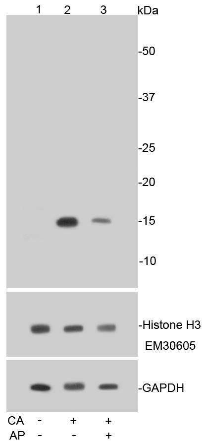 Anti-Phospho-HIST1H3A (Ser10) Antibody (5F765)