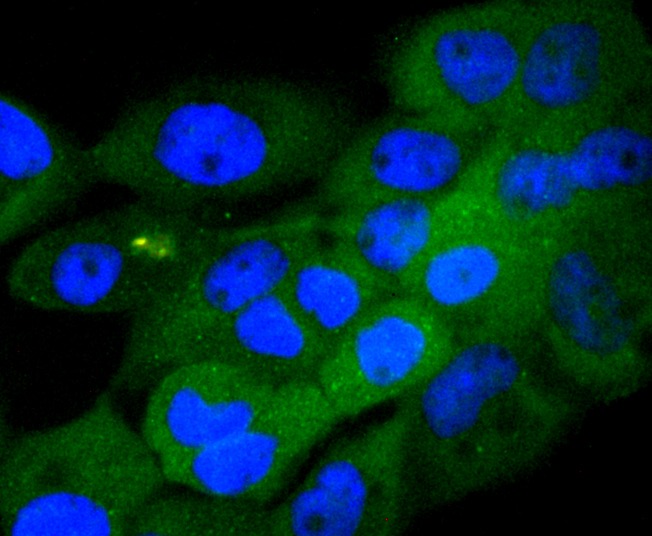 Anti-Phospho-GSK3A/B (Tyr216/279) Antibody (3N852)