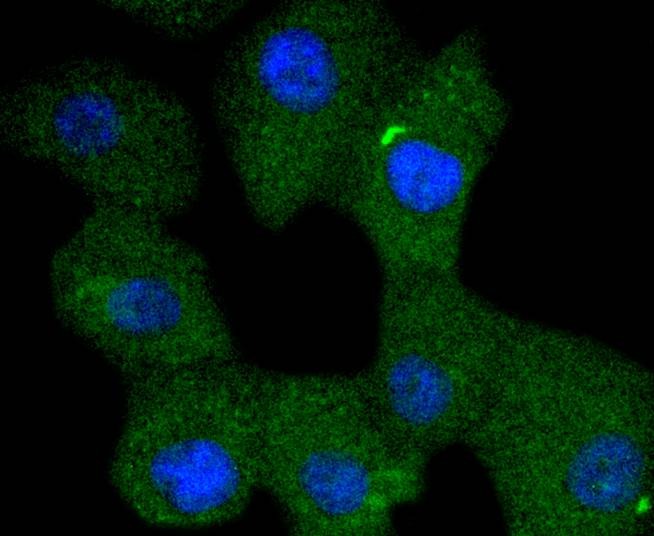 Anti-Phospho-INPP5D (Tyr1020) Antibody (3P963)