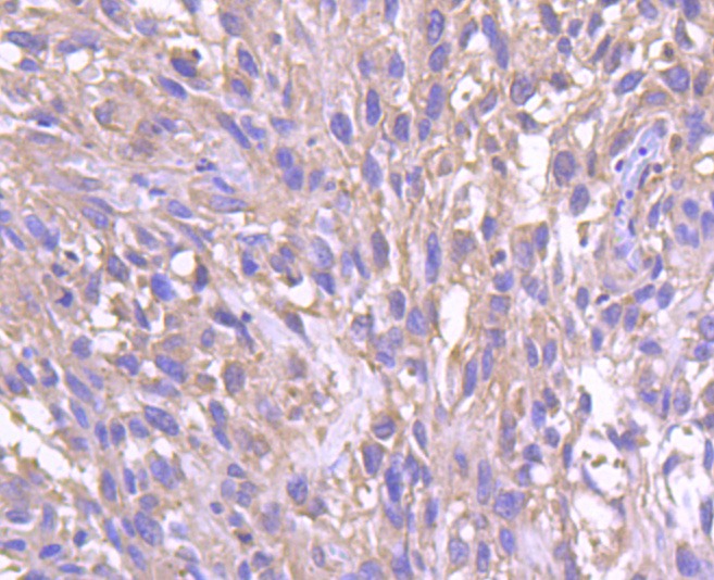 Anti-Phospho-HSF1 (Ser326) Antibody (1V417)