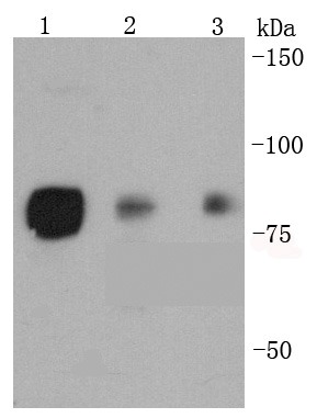 Anti-Phospho-HSF1 (Ser326) Antibody (1V417)