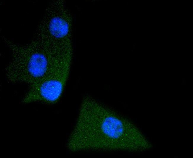 Anti-Phospho-PTPN11 (Tyr542) Antibody (1U332)