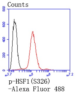 Anti-Phospho-HSF1 (Ser326) Antibody (1V417)