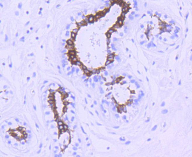 Anti-Phospho-GSK3B (Ser 9) Antibody (9V640)