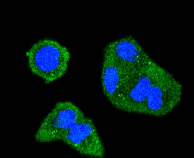 Anti-Phospho-INPP5D (Tyr1020) Antibody (3P963)