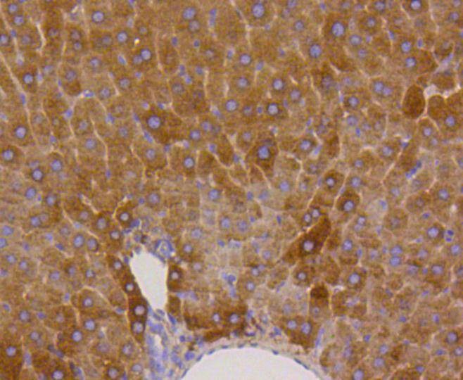 Anti-Phospho-GYS1 (Ser641) Antibody (6Y642)