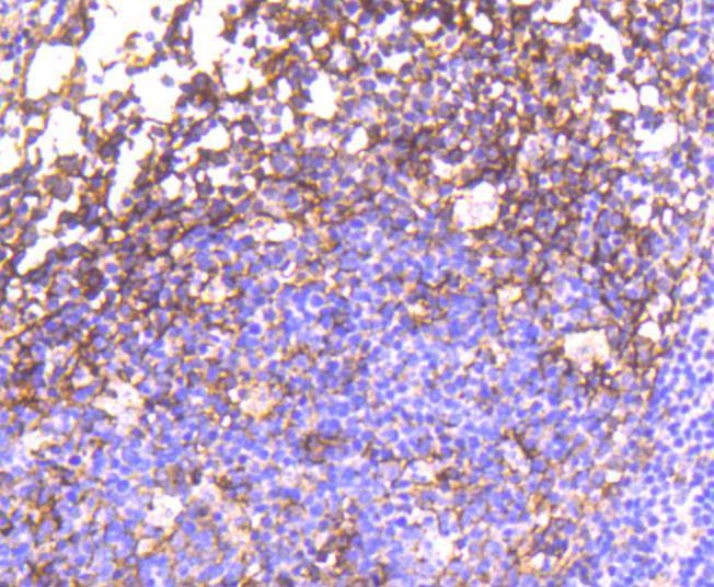 Anti-Phospho-EGFR (Tyr1092) Antibody (6T663)