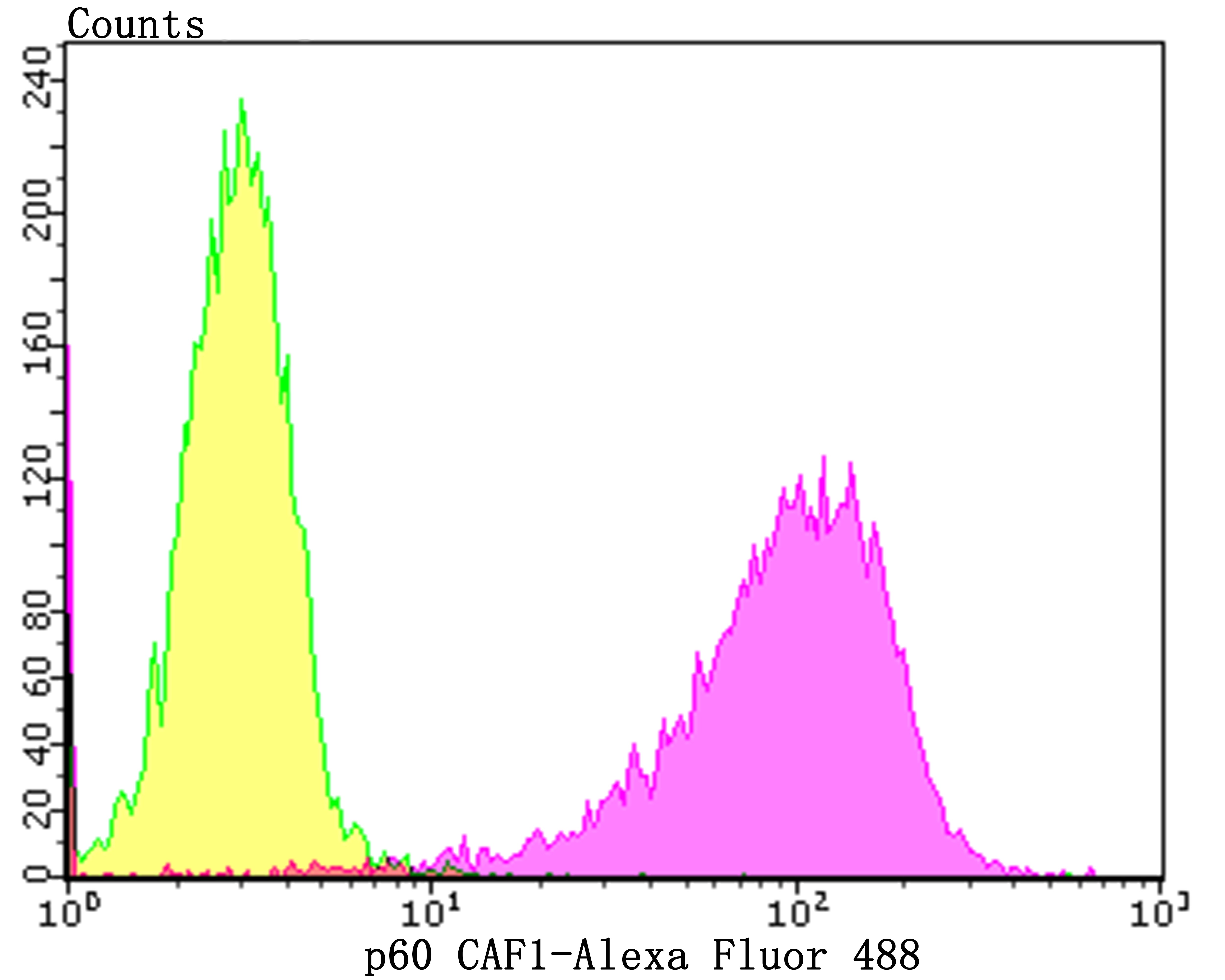 Anti-p60 CAF1 Antibody (4X99)