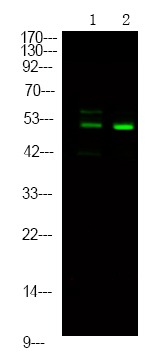 Anti-Phospho-p56 Dok-2 (Tyr139) Polyclonal Antibody