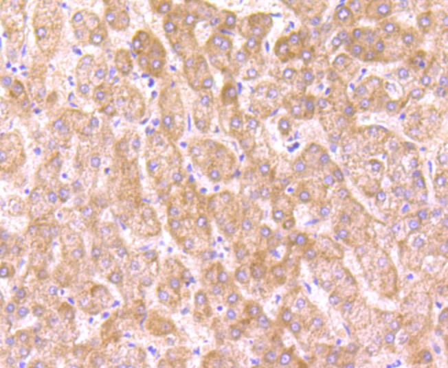 Anti-OGT Antibody (8O260)