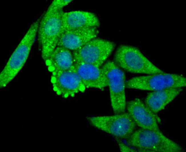 Anti-OGT Antibody (8O260)