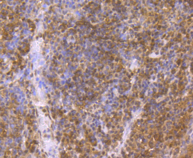 Anti-PTGES3 Antibody (3N840)