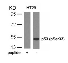 Anti-Phospho-p53 (Ser33) Polyclonal Antibody