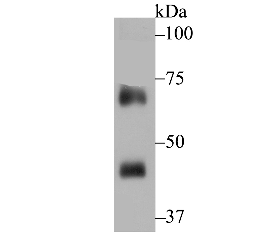 Anti-p67phox Antibody (9W409)