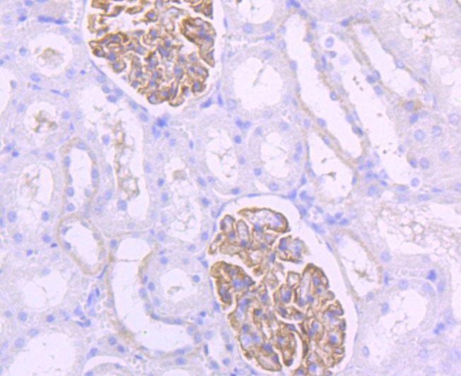 Anti-Podocin Antibody (6Q959)