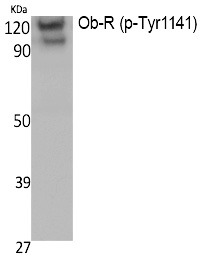 Anti-Phospho-LEPR (Tyr1141) Polyclonal Antibody