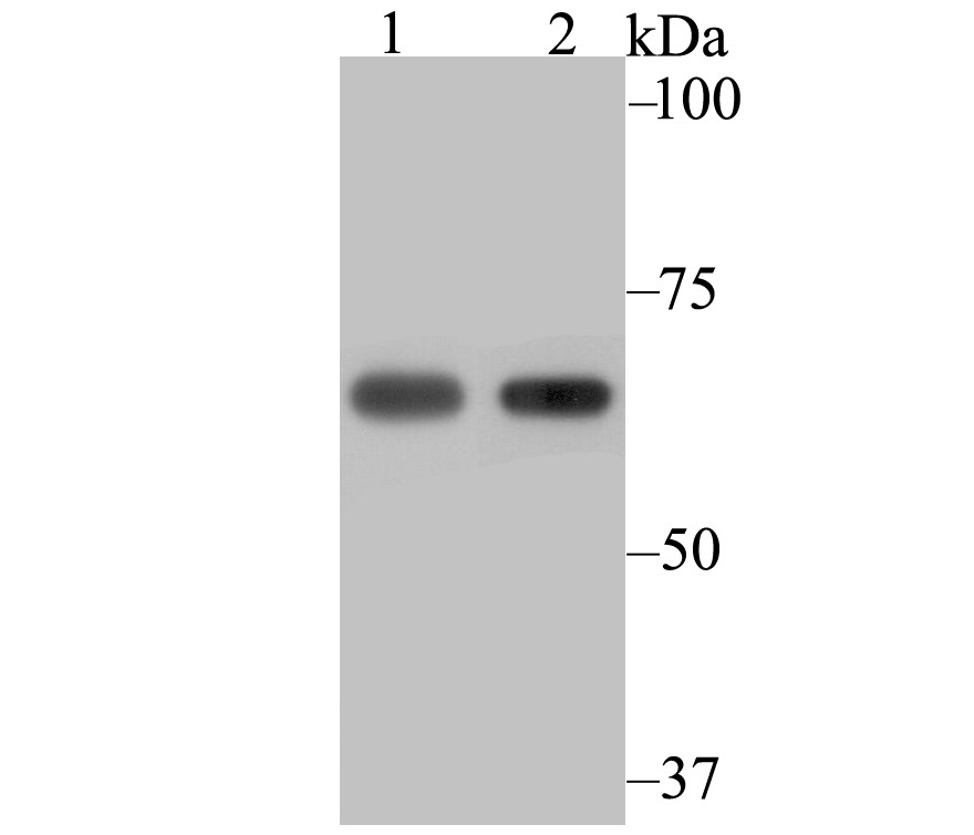 Anti-NXF1 Antibody (9M897)