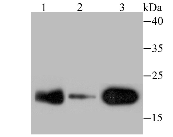 Anti-PTGES3 Antibody (3N840)