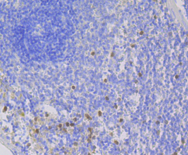 Anti-p67phox Antibody (9W409)