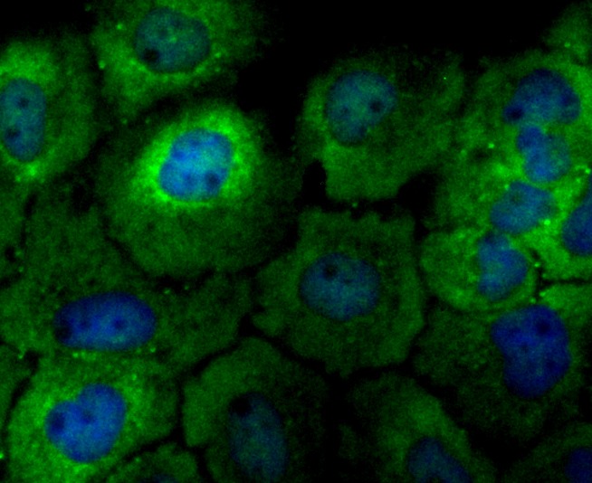 Anti-PTGES3 Antibody (3N840)