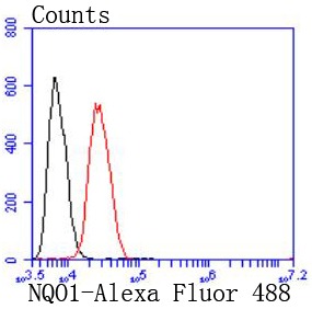 Anti-NQO1 Antibody (3R649)