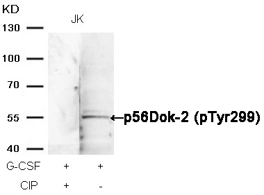 Anti-Phospho-p56 Dok-2 (Tyr299) Polyclonal Antibody