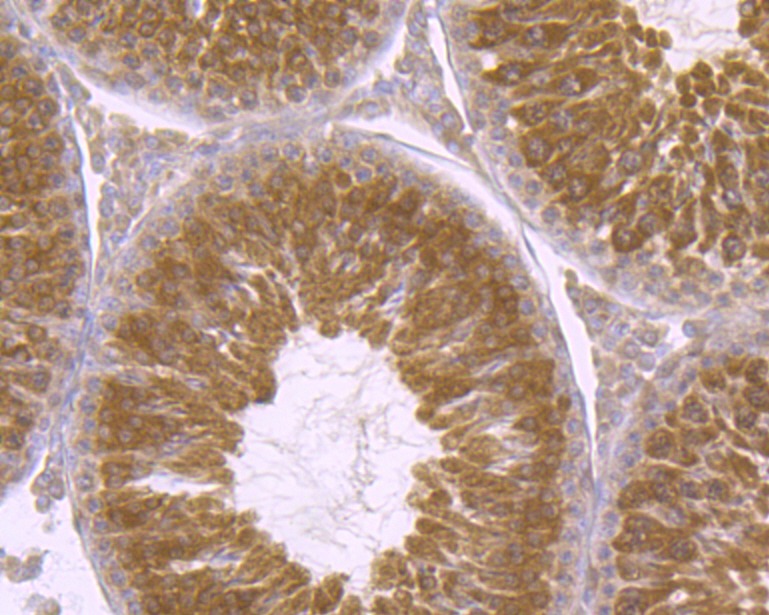 Anti-PTGES3 Antibody (3N840)
