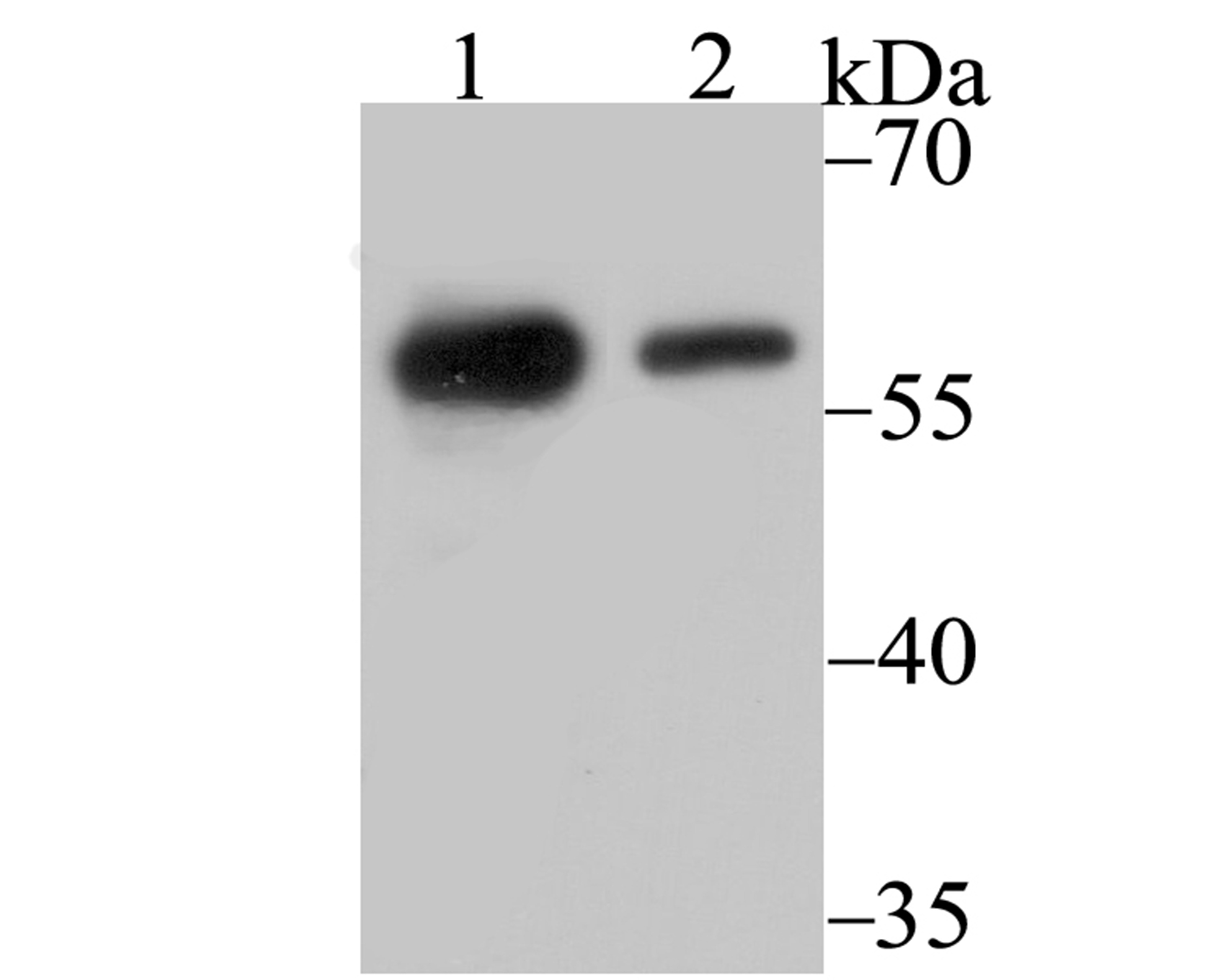 Anti-NONO Antibody (8D270)