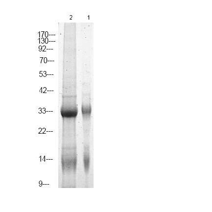Anti-Phospho-NPM (Ser70) Polyclonal Antibody