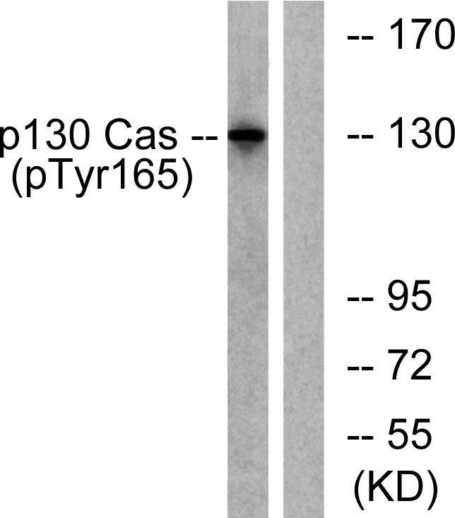 Anti-Phospho-p130 Cas (Tyr165) Polyclonal Antibody