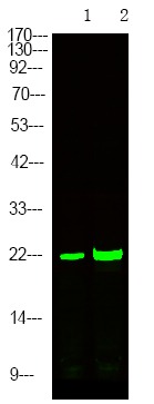 Anti-Phospho-CDKN1A (Ser129) Polyclonal Antibody