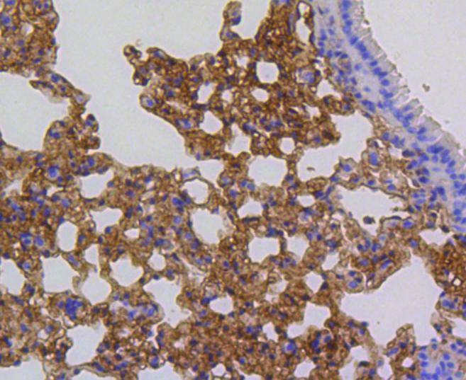Anti-p16 ARC Antibody (3G504)