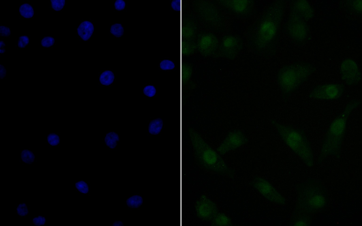 Anti-Nucleostemin Antibody (4J11)
