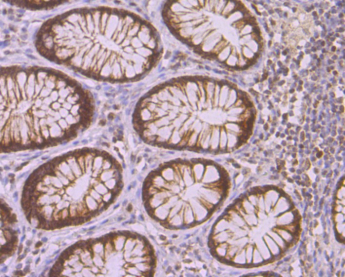 Anti-p150 Antibody (3W818)