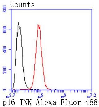 Anti-p16-INK4a Antibody (7Y998)