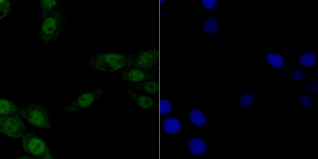 Anti-p150 Antibody (3W818)